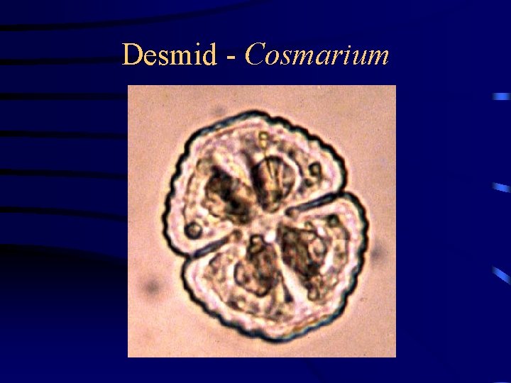 Desmid - Cosmarium 