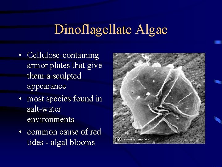 Dinoflagellate Algae • Cellulose-containing armor plates that give them a sculpted appearance • most