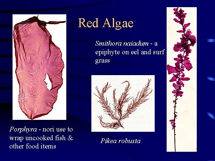 Red Algae Smithora naiadum - a epiphyte on eel and surf grass Porphyra -