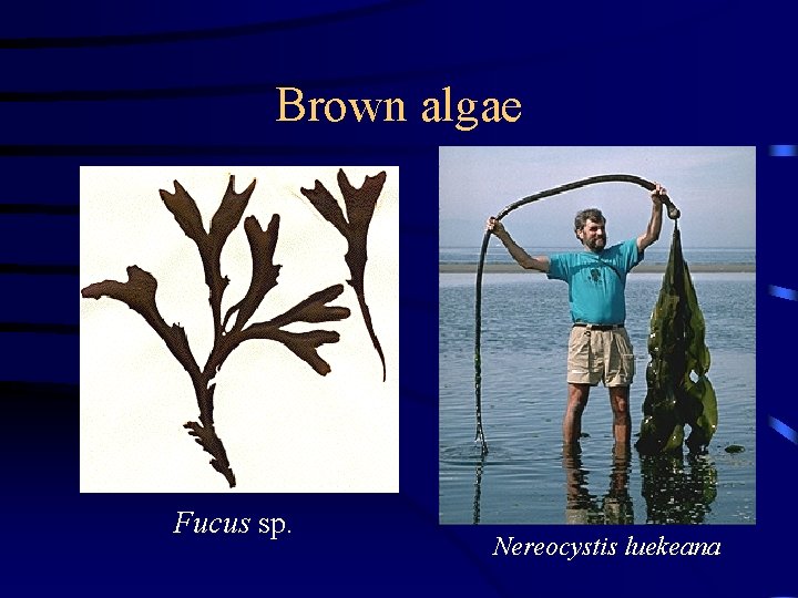 Brown algae Fucus sp. Nereocystis luekeana 