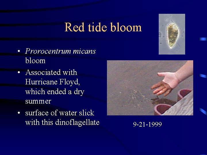 Red tide bloom • Prorocentrum micans bloom • Associated with Hurricane Floyd, which ended