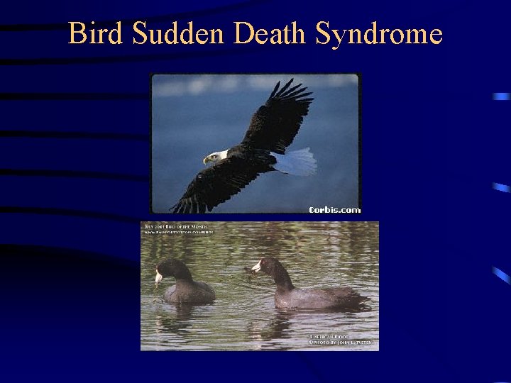 Bird Sudden Death Syndrome 