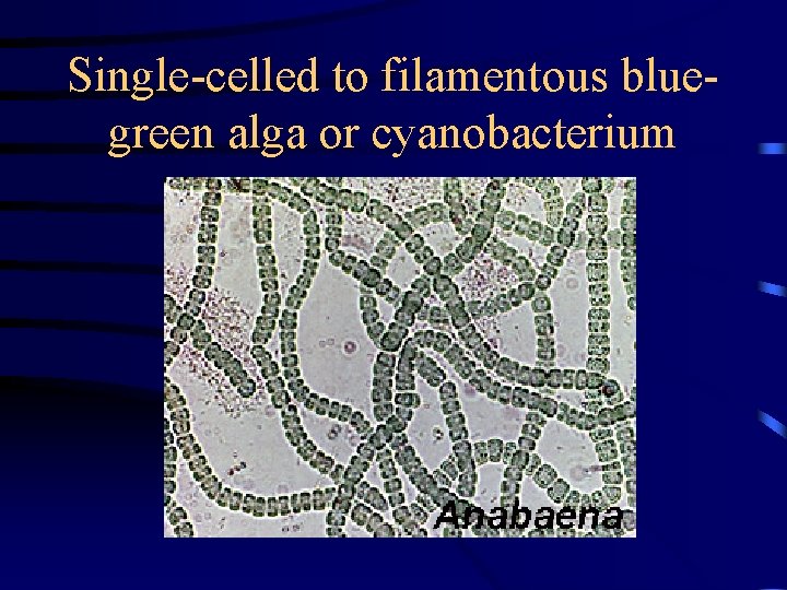Single-celled to filamentous bluegreen alga or cyanobacterium 
