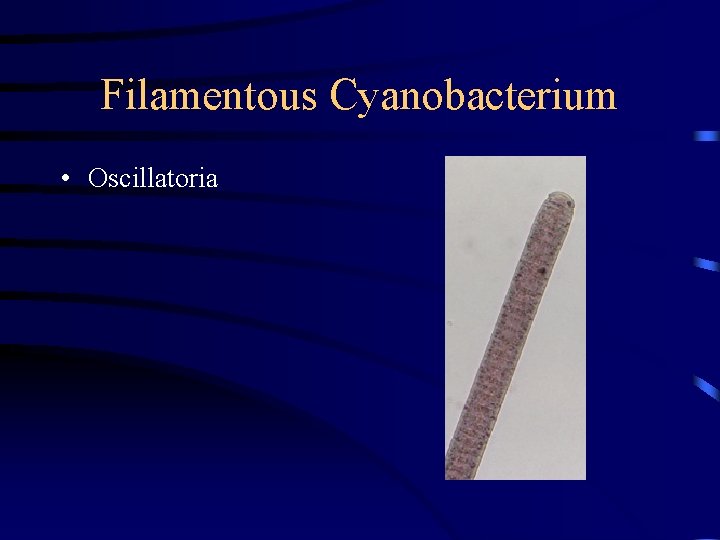 Filamentous Cyanobacterium • Oscillatoria 