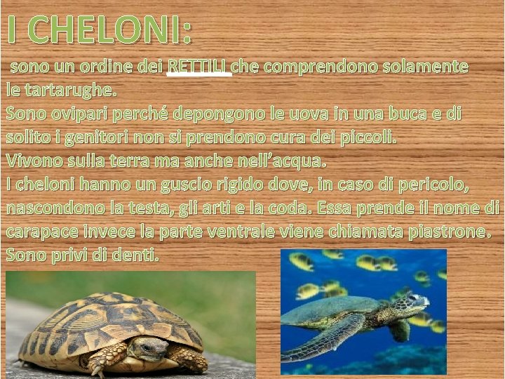 I CHELONI: sono un ordine dei RETTILI che comprendono solamente le tartarughe. Sono ovipari