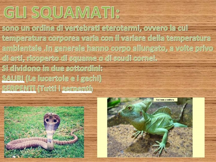 GLI SQUAMATI: sono un ordine di vertebrati eterotermi, ovvero la cui temperatura corporea varia