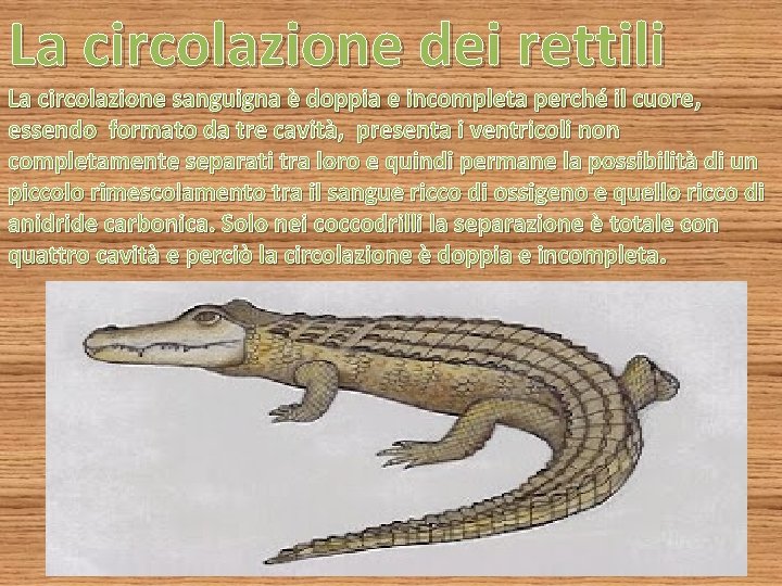 La circolazione dei rettili La circolazione sanguigna è doppia e incompleta perché il cuore,