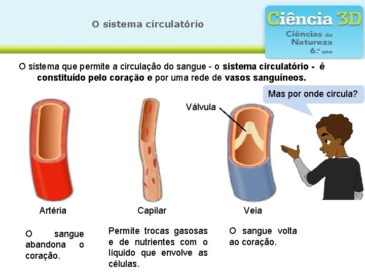 O sistema circulatório O sistema que permite a circulação do sangue - o sistema