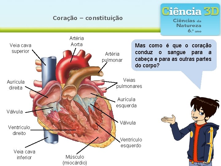 Coração – constituição Veia cava superior Artéria Aorta Artéria pulmonar Mas como é que