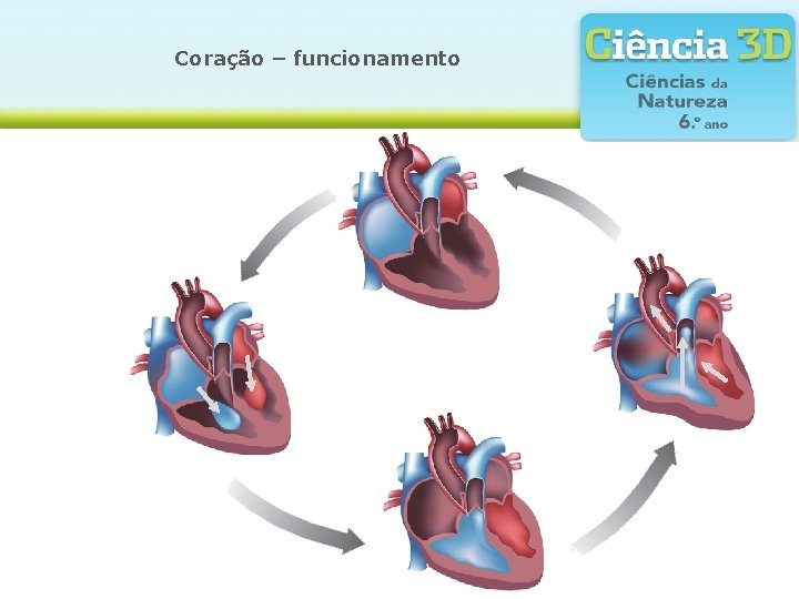 Coração – funcionamento 