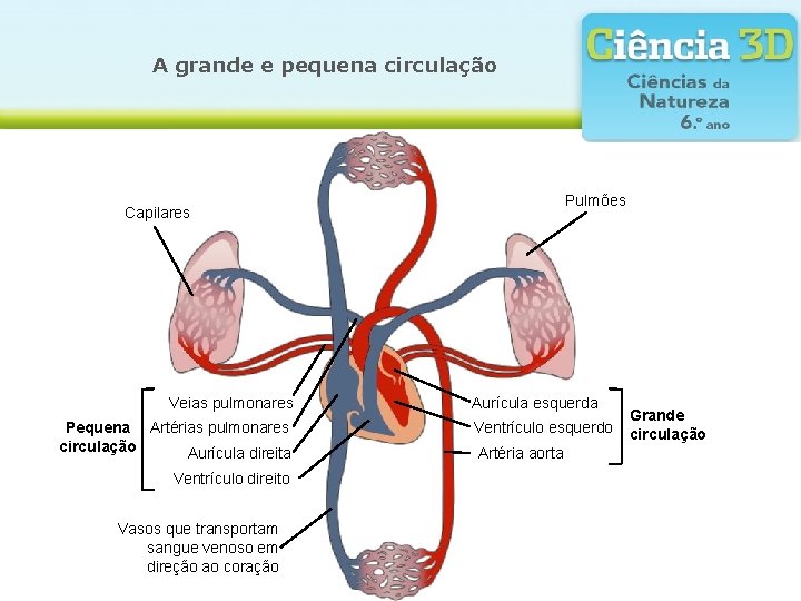 A grande e pequena circulação Pulmões Capilares Veias pulmonares Pequena Artérias pulmonares circulação Aurícula