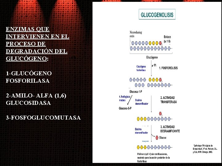 ENZIMAS QUE INTERVIENEN EN EL PROCESO DE DEGRADACIÓN DEL GLUCÓGENO: 1 -GLUCÓGENO FOSFORILASA 2