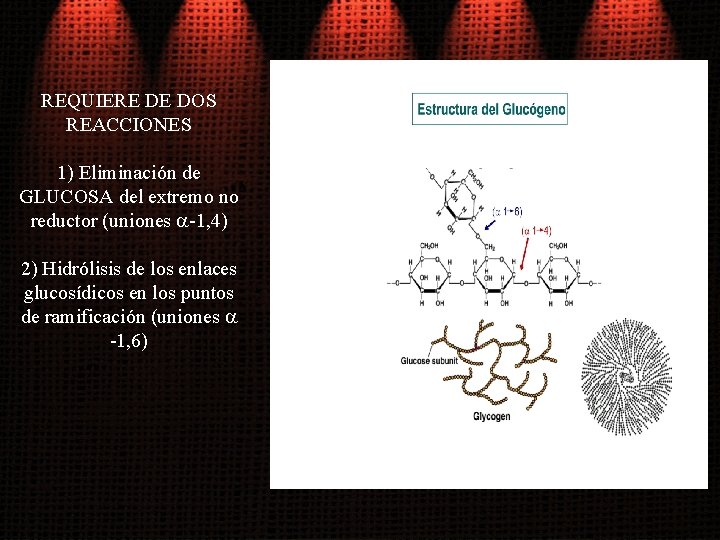 REQUIERE DE DOS REACCIONES 1) Eliminación de GLUCOSA del extremo no reductor (uniones a-1,