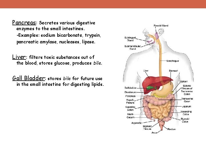 Pancreas: Secretes various digestive enzymes to the small intestines. -Examples: sodium bicarbonate, trypsin, pancreatic