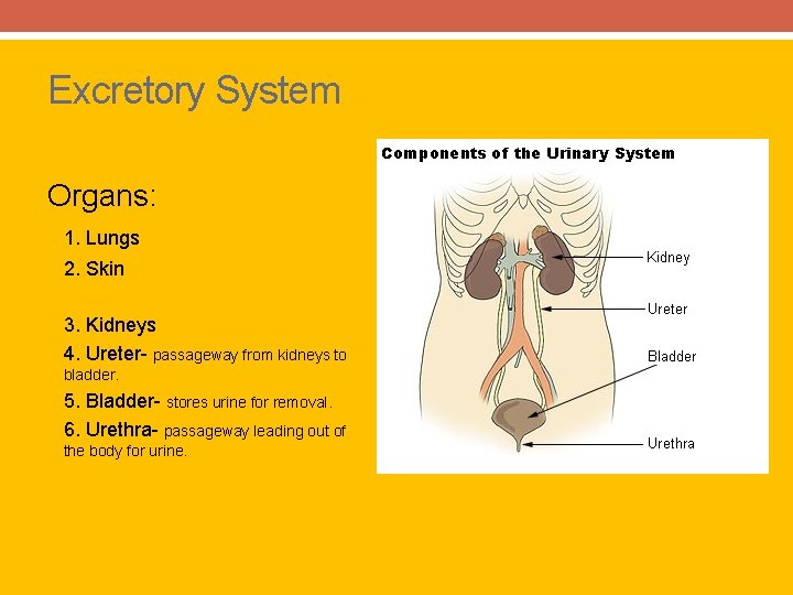 Excretory System Organs: 1. Lungs 2. Skin 3. Kidneys 4. Ureter- passageway from kidneys