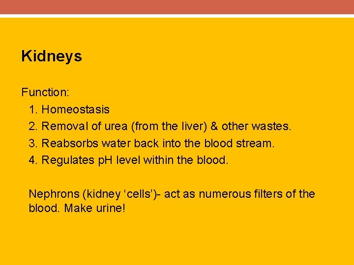 Kidneys Function: 1. Homeostasis 2. Removal of urea (from the liver) & other wastes.