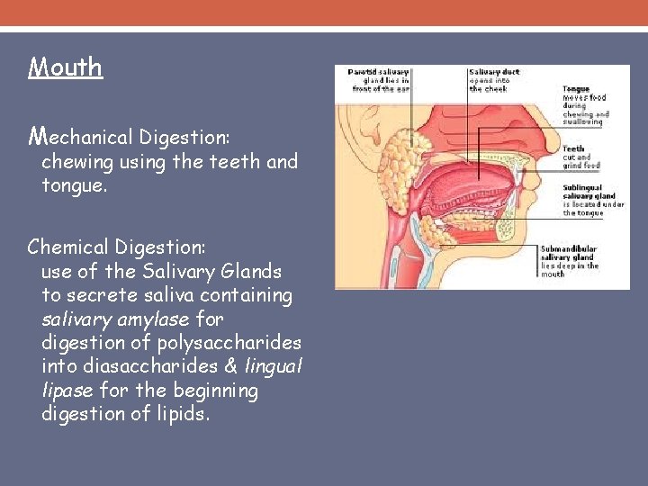 Mouth Mechanical Digestion: chewing using the teeth and tongue. Chemical Digestion: use of the