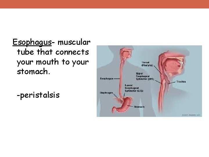 Esophagus- muscular tube that connects your mouth to your stomach. -peristalsis 