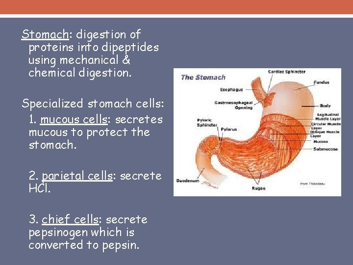 Stomach: digestion of proteins into dipeptides using mechanical & chemical digestion. Specialized stomach cells: