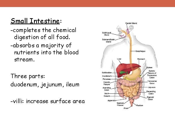 Small Intestine: -completes the chemical digestion of all food. -absorbs a majority of nutrients