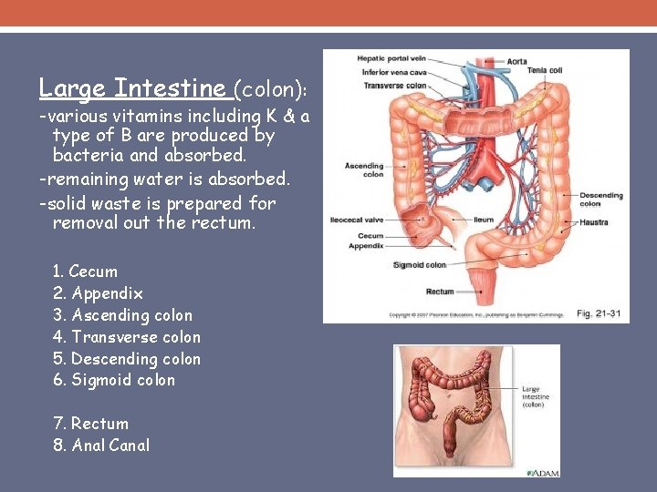 Large Intestine (colon): -various vitamins including K & a type of B are produced