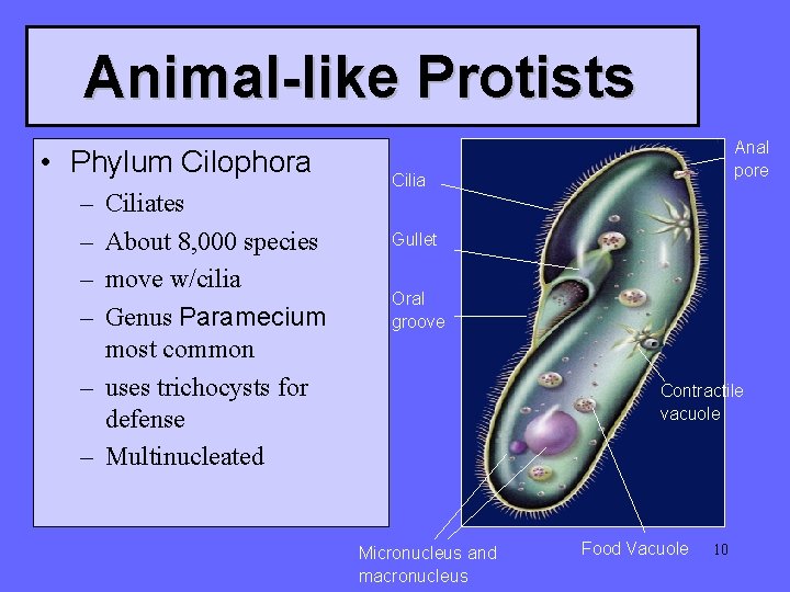 Animal-like Protists • Phylum Cilophora – – Ciliates About 8, 000 species move w/cilia