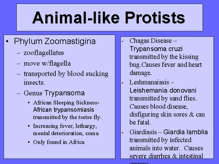 Animal-like Protists • Phylum Zoomastigina – zooflagellates – move w/flagella – transported by blood Animal-like Protists • Phylum Zoomastigina – zooflagellates – move w/flagella – transported by blood