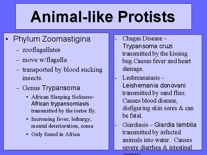 Animal-like Protists • Phylum Zoomastigina – zooflagellates – move w/flagella – transported by blood