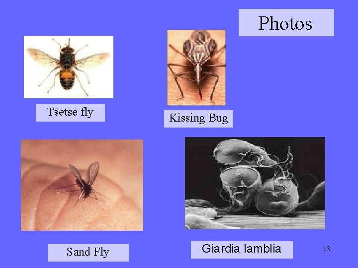 Photos Tsetse fly Sand Fly Kissing Bug Giardia lamblia 13 