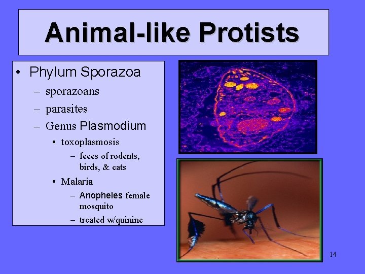 Animal-like Protists • Phylum Sporazoa – sporazoans – parasites – Genus Plasmodium • toxoplasmosis