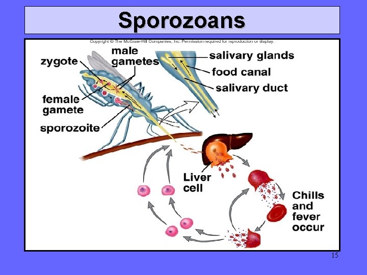 Sporozoans 15 