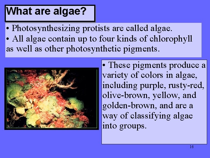What are algae? • Photosynthesizing protists are called algae. • All algae contain up