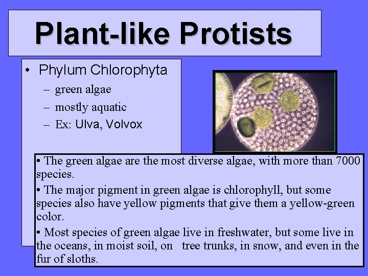 Plant-like Protists • Phylum Chlorophyta – green algae – mostly aquatic – Ex: Ulva, Plant-like Protists • Phylum Chlorophyta – green algae – mostly aquatic – Ex: Ulva,