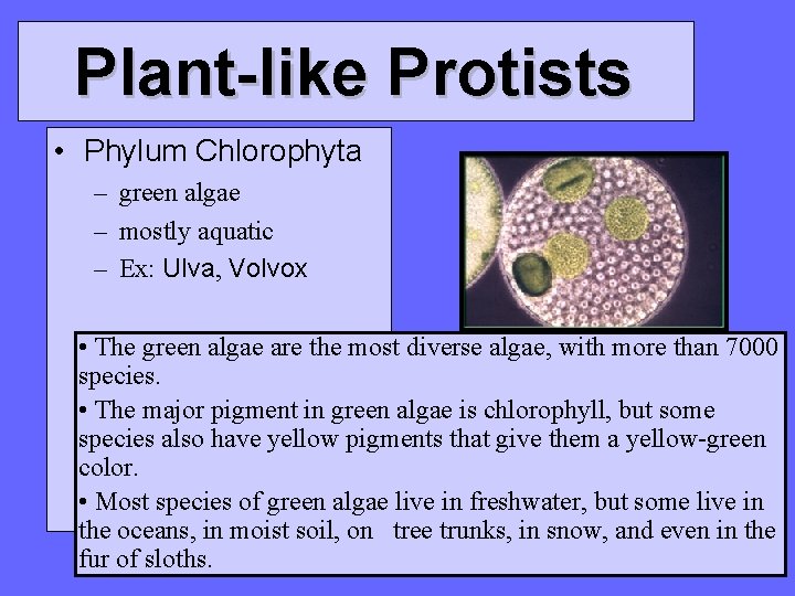 Plant-like Protists • Phylum Chlorophyta – green algae – mostly aquatic – Ex: Ulva,