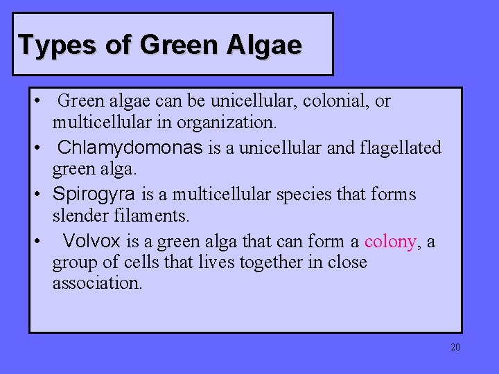 Types of Green Algae • Green algae can be unicellular, colonial, or multicellular in