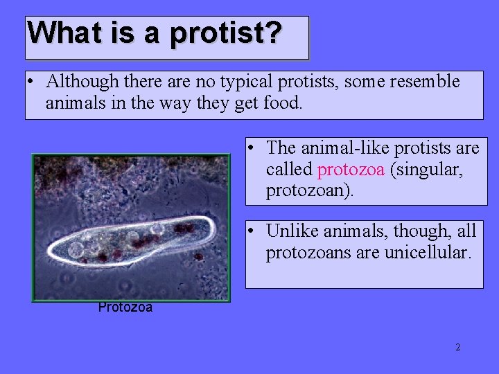 What is a protist? • Although there are no typical protists, some resemble animals