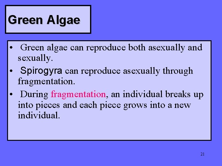 Green Algae • Green algae can reproduce both asexually and sexually. • Spirogyra can