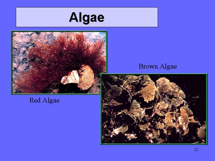 Algae Brown Algae Text Red Algae 22 