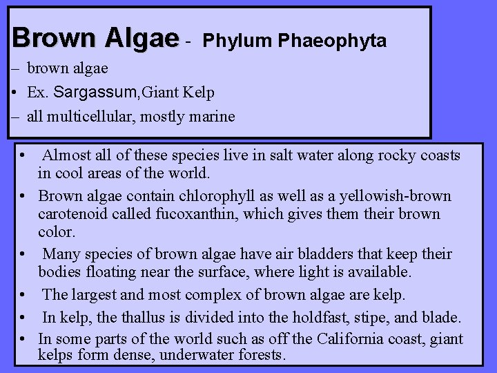 Brown Algae - Phylum Phaeophyta – brown algae • Ex. Sargassum, Giant Kelp – Brown Algae - Phylum Phaeophyta – brown algae • Ex. Sargassum, Giant Kelp –