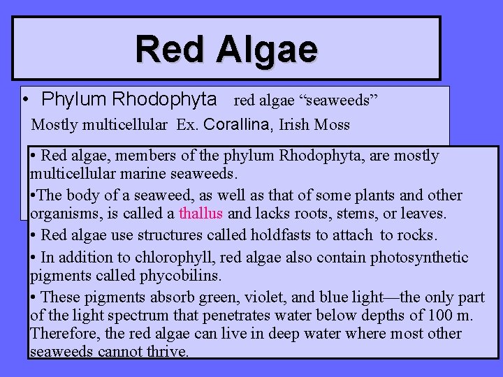 Red Algae • Phylum Rhodophyta red algae “seaweeds” Mostly multicellular Ex. Corallina, Irish Moss