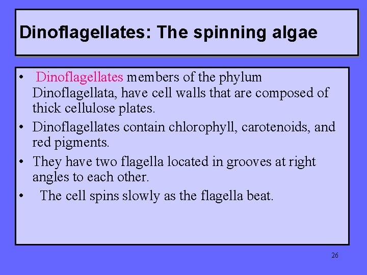 Dinoflagellates: The spinning algae • Dinoflagellates members of the phylum Dinoflagellata, have cell walls Dinoflagellates: The spinning algae • Dinoflagellates members of the phylum Dinoflagellata, have cell walls