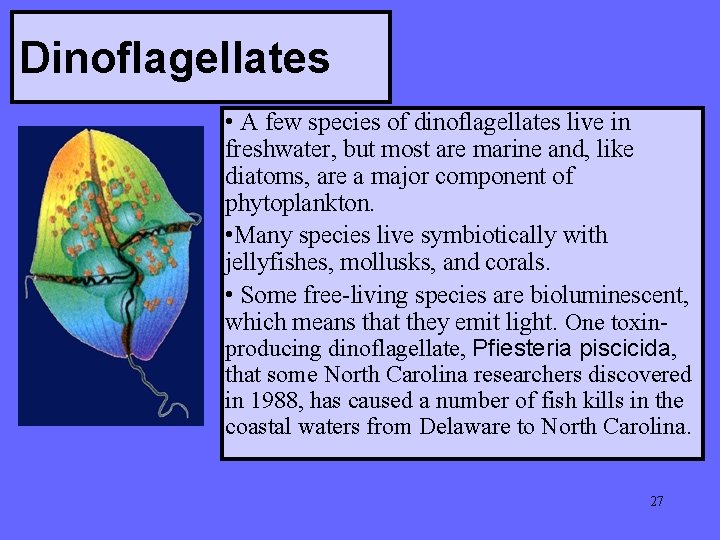 Dinoflagellates • A few species of dinoflagellates live in freshwater, but most are marine
