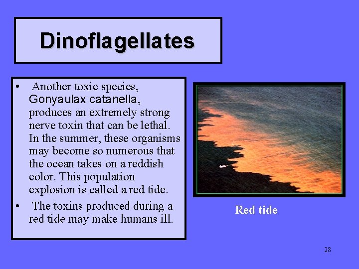 Dinoflagellates • Another toxic species, Gonyaulax catanella, produces an extremely strong nerve toxin that Dinoflagellates • Another toxic species, Gonyaulax catanella, produces an extremely strong nerve toxin that