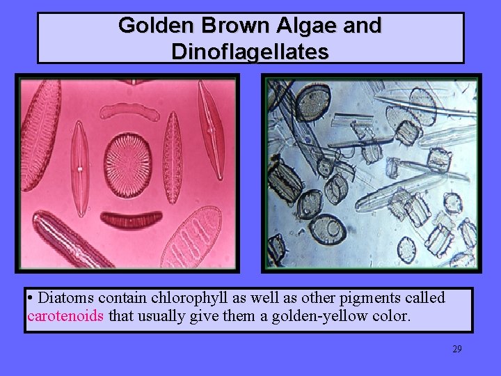 Golden Brown Algae and Dinoflagellates • Diatoms contain chlorophyll as well as other pigments