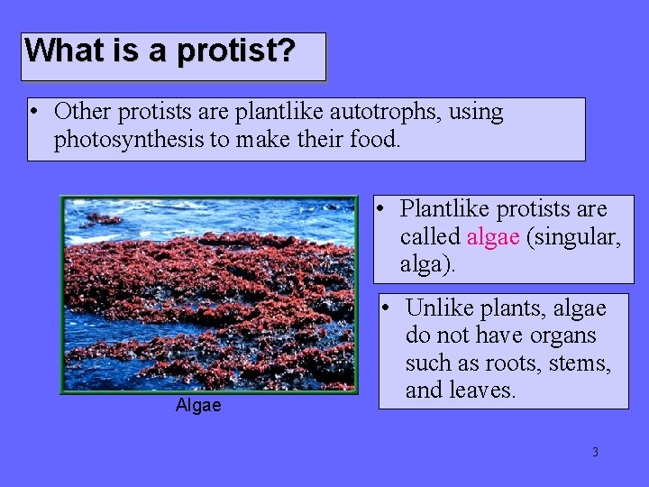 What is a protist? • Other protists are plantlike autotrophs, using photosynthesis to make What is a protist? • Other protists are plantlike autotrophs, using photosynthesis to make
