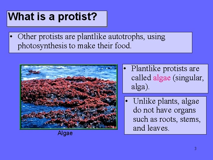 What is a protist? • Other protists are plantlike autotrophs, using photosynthesis to make