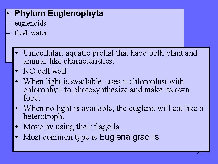  • Phylum Euglenophyta – euglenoids – fresh water • Unicellular, aquatic protist that