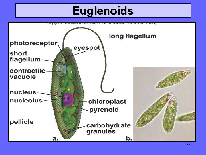 Euglenoids 33 