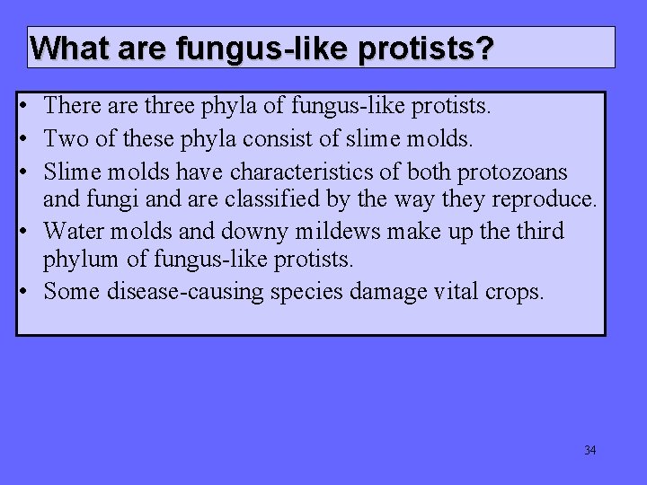 What are fungus-like protists? • There are three phyla of fungus-like protists. • Two What are fungus-like protists? • There are three phyla of fungus-like protists. • Two