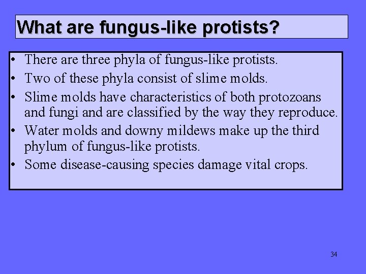 What are fungus-like protists? • There are three phyla of fungus-like protists. • Two